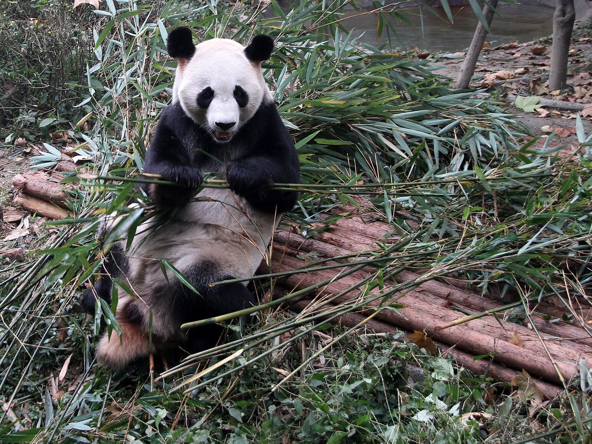A giant panda eating bamboo at Chengdu Research Base